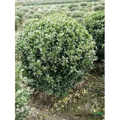 楊梅*新價(jià)格/楊梅報(bào)價(jià)