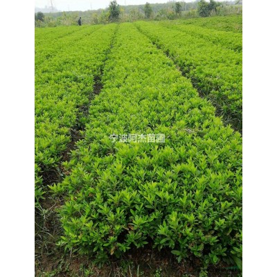 浙江茶梅球介紹