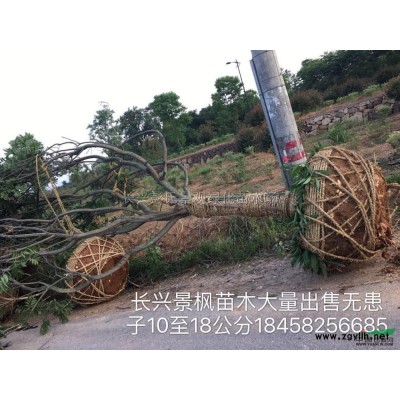 浙江叢生烏桕*新報價/叢生烏桕圖片