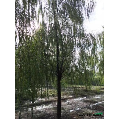 叢生樸樹報價/浙江叢生樸樹報價