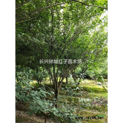 浙江紅梅*新報價/紅梅圖片