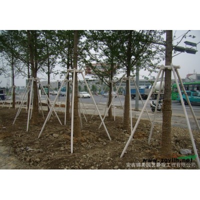 玫瑰大苗行情報價\玫瑰大苗圖片展示