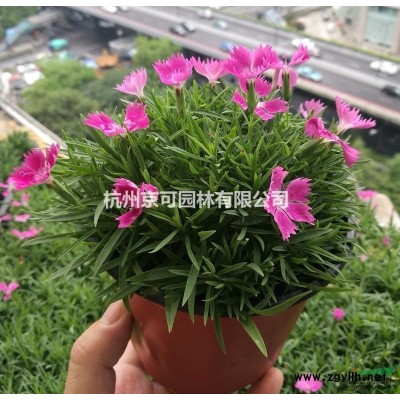 浙江供應(yīng)2019黃金枸骨苗規(guī)格*