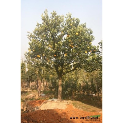 2019年浙江大小規(guī)格茶梅球P150價(jià)格680元/茶花樹/茶梅價(jià)格基地 新報(bào)價(jià)