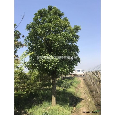 浙江造型羅漢松信息