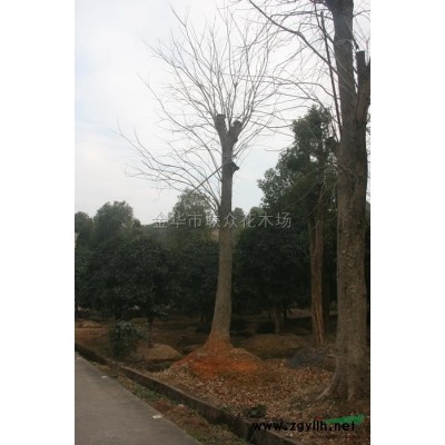 冬棗古樹1行情報價\冬棗古樹1圖片展示