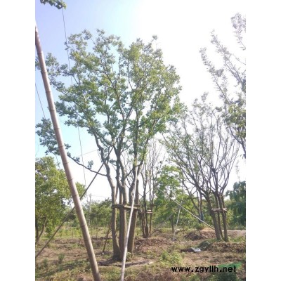 浙江長興60公分叢生容器樸樹價格優惠/叢生容器樸樹產地直銷產地直銷