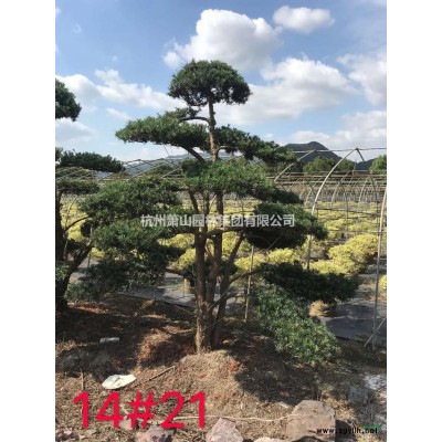 浙江叢生樸樹(shù)價(jià)格，叢生樸樹(shù)供應(yīng)價(jià)格/報(bào)價(jià)
