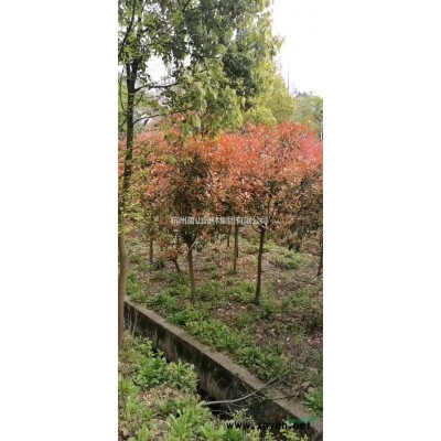 浙江供應(yīng)重陽(yáng)木規(guī)格*，重陽(yáng)木哪里買哪里價(jià)格便宜？