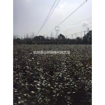 杜英基地-杜英工程苗-杜英小苗-大小規格杜英供應基地直銷
