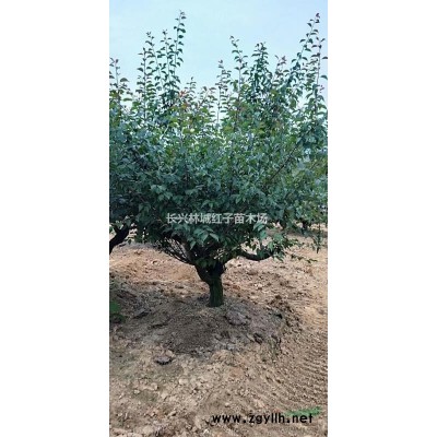 桂花行情報價\桂花圖片展示
