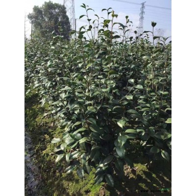 浙江地區常年供應茶花，茶花價格，茶花報價