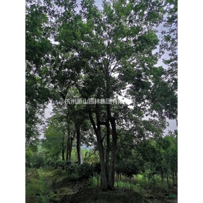 重陽(yáng)木基地直供，重陽(yáng)木工程苗，大小規(guī)格重陽(yáng)木批發(fā)供應(yīng)