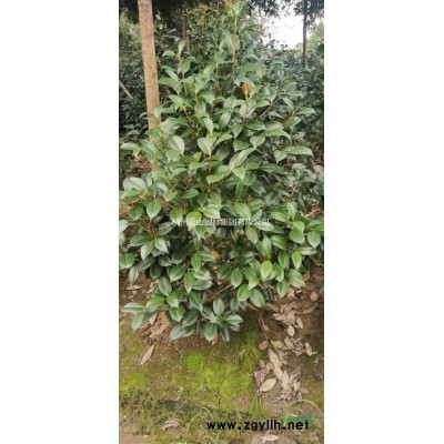浙江蕭山茶花圖片/茶花報價