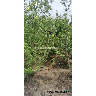 浙江供應茶花規格*
