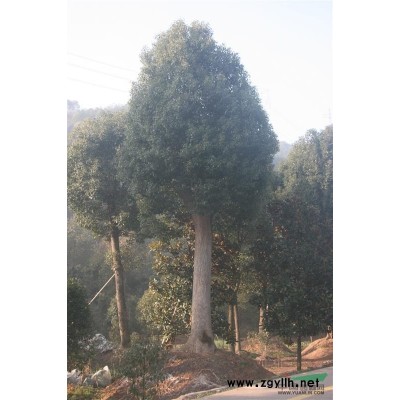 金華紅葉石楠介紹 金華紅葉石楠價格/批發(fā)