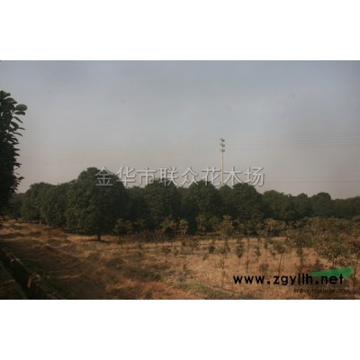 造型羅漢松4圖片\造型羅漢松4報(bào)價(jià)
