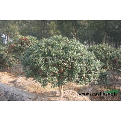 桂花2報價/浙江桂花2報價
