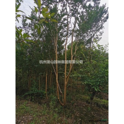 浙江茶花哪里買？茶花哪里便宜多少錢一棵？
