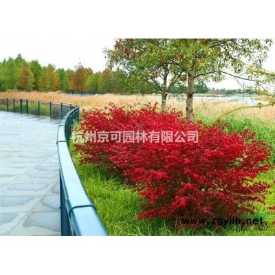 各種規(guī)格黃金枸骨 可供江蘇黃金枸骨行情報(bào)價(jià)/各種規(guī)格黃金枸骨..