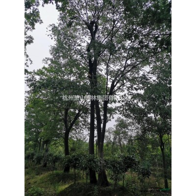 常年供應大小規格茶花基地直銷質優價美