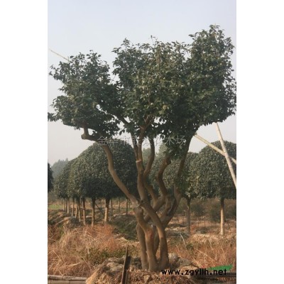 優(yōu)質(zhì)特價(jià)金華精品茶花/精品茶花無(wú)中介一*貨源/精品茶花產(chǎn)地直銷