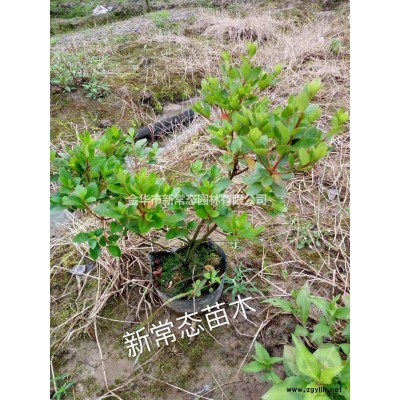 大香樟3報價/浙江大香樟3報價