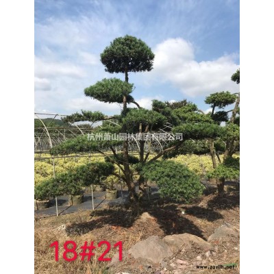 基地大量供應(yīng)香樟規(guī)格*產(chǎn)地直銷，香樟樹(shù)，香樟綠化苗