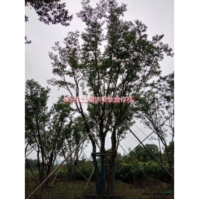 浙江長興40-85公分叢生紅花紫薇容器苗行情報價/叢生紅花紫薇容器苗價格
