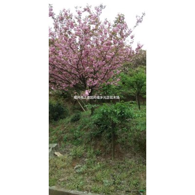 浙江紹興染井吉野早櫻價格優惠產地直銷