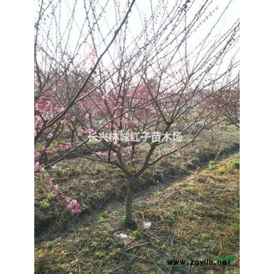 早櫻浙江提供