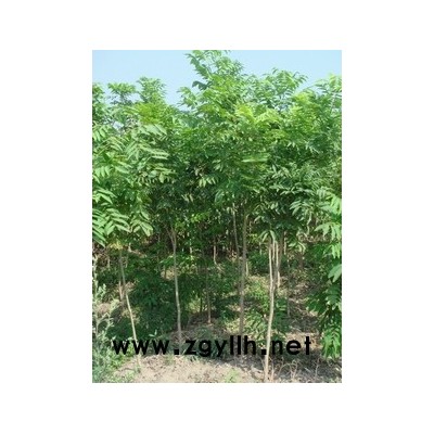 優(yōu)質(zhì)特價(jià)12-16公分早櫻 嵊州早櫻 浙江早櫻產(chǎn)地直銷