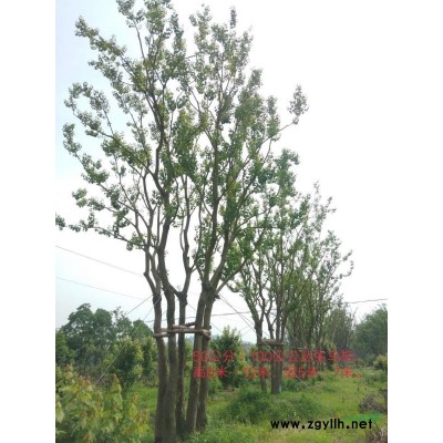 浙江40公分叢生紅花紫薇低價銷售/長興叢生紅花紫薇價格優惠