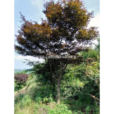 浙江紹興紅楓價格/報價