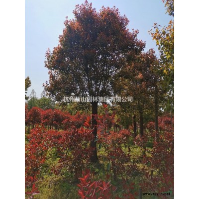 浙江供應蕭山茶花規格*