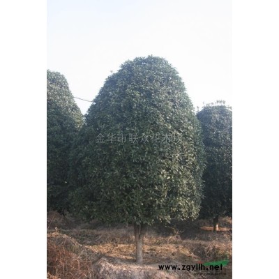 古茶樹 供應/古茶樹 圖片