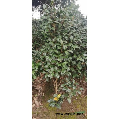 浙江蕭山茶花規格*/茶花報價