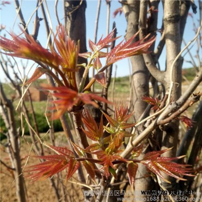麗水景寧畬族自治縣無花果批發,保花保果