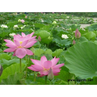 |紅發(fā)水景荷花苗多年保持行業(yè)口碑|| 承接各種水生植物凈水景觀施工種植