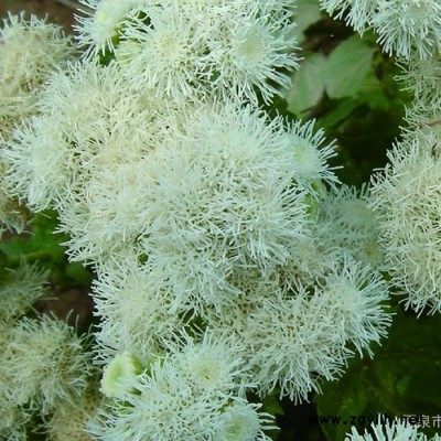 供應**景觀綠化、花壇綠化種子、大花霍香薊 何氏勝紅薊 種子