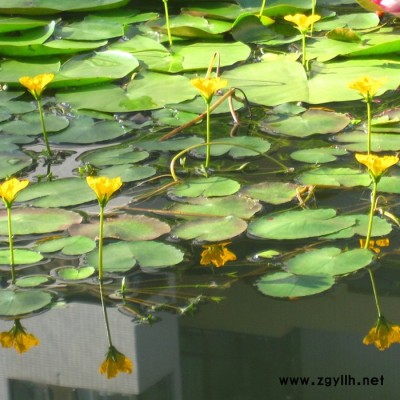 荇菜，大量出售水景佳品荇菜苗，江蘇沭陽富春園林基地大量現貨供應出售，價格低 品種優 成活率高，歡迎前來實地考察采購批發