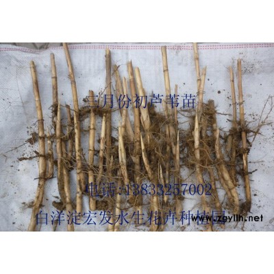 蘆葦、蘆葦苗、蘆葦種植、安新縣紅發水景綠化工程有限公司