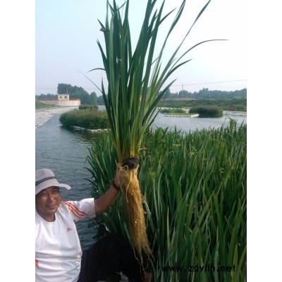 源發水景 承接各種水生植物 人工浮島 景觀凈水工程||人工浮島 多年保持行業口碑||浮島 紅發水景商標