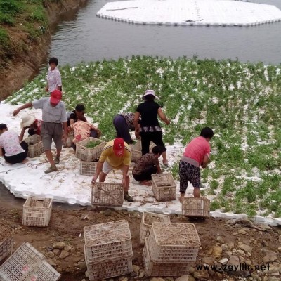 【紅發水景】承接各種水生植物 環保科技第三代生態浮島正規廠家||人工生態浮島紅發水景持有**證書