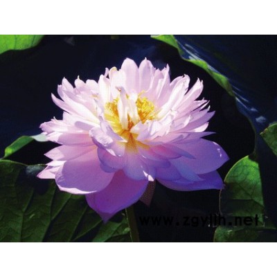 【紅發水景】荷花** 多年保持行業口碑 荷花苗批發