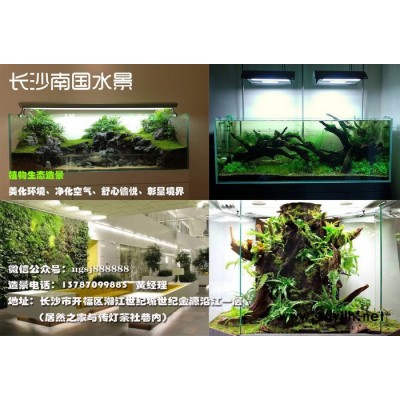 長沙魚缸定做、水草缸、雨林缸、假山盆景就找【南國水景】