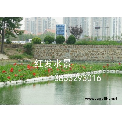 生態水景綠環保科技 生態人工浮島|||水面綠化、景觀效果水生植物人工浮島凈化水質 紅發水景