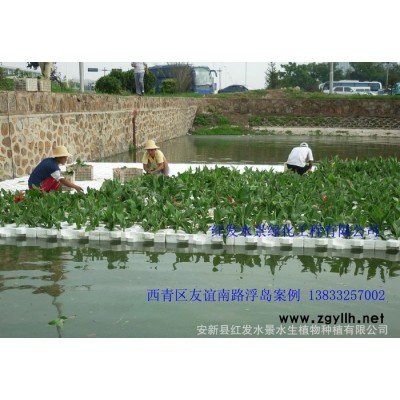 浮島、浮島|生態浮島|人工浮島 紅發水景綠化工程有限公司