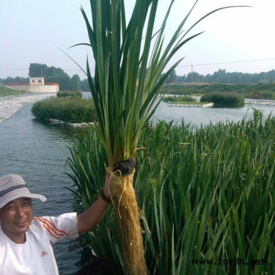持有發明** 人工浮島 證書、人工生態浮島 植物浮島 多年保持行業口碑 水生植物 浮島 紅發水景