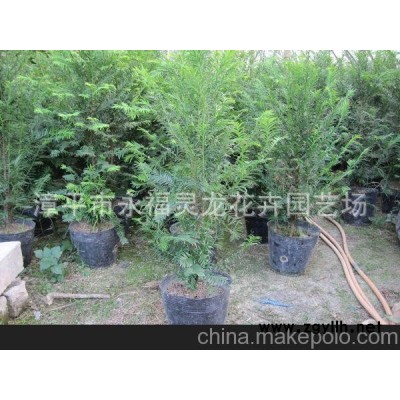 花場直銷 批發紅豆杉盆景 盆栽 綠化苗木 室內花卉盆景